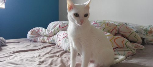 Adoption de Gogo: Moyen chat chat domestique poil court, région ... - secondechance.org