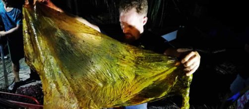 Darrell Blatchley encontrou cerca de 40 quilos no estômago de baleia morta (Arquivo Blasting News)