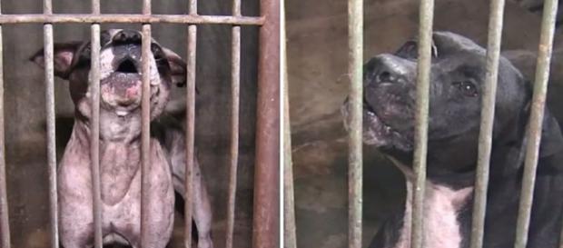 Animais foram levados para o Centro de Zoonoses de Goiânia (Foto: Reprodução/TV Anhanguera) Animais foram levados para o Centro de Zoonoses de Goiânia (Foto: Reprodução/TV Anhanguera)