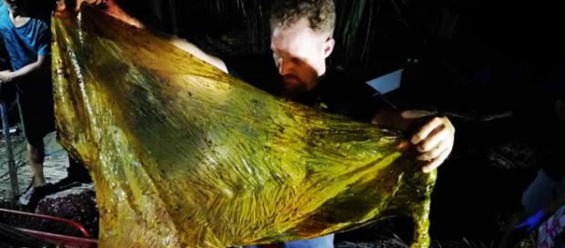 Darrell Blatchley encontrou cerca de 40 quilos no estômago de baleia morta (Arquivo Blasting News) Darrell Blatchley encontrou cerca de 40 quilos no estômago de baleia morta (Arquivo Blasting News)
