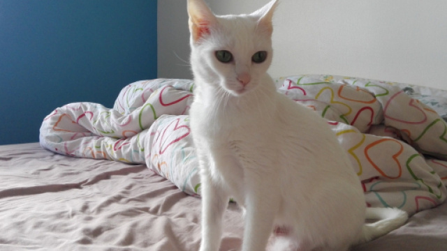 Adoption de Gogo: Moyen chat chat domestique poil court, r&eacute;gion ... - secondechance.org