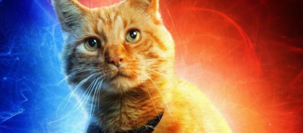 A Goose, a gata de Capitã Marvel. (Foto: Reprodução/Arquivo Blasting News) A Goose, a gata de Capitã Marvel. (Foto: Reprodução/Arquivo Blasting News)