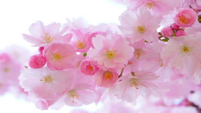 Oroscopo dal 18 al 24 marzo: settimana fortunata per Cancro, creativit&agrave; per Pesci