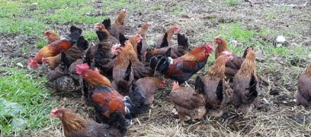 Galline si coalizzano e uccidono una volpe che si era introdotta nel loro pollaio - Il Mattino Galline si coalizzano e uccidono una volpe che si era introdotta nel loro pollaio - Il Mattino