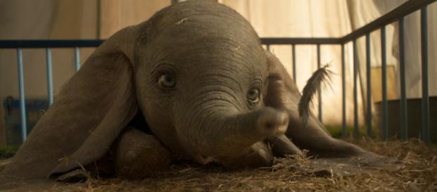 Dumbo in versione live action al cinema Dumbo in versione live action al cinema