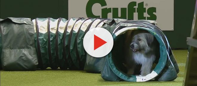 Kratu the rescue dog hilariously performs obstacle course at Crufts