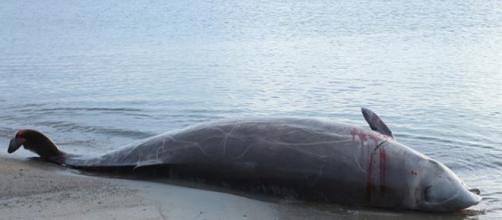 A juvenile whale dies in the Philippines after ingesting 80 pounds of plastic - Image credit - Silver Leapers | Flickr