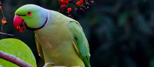 Ringneck parakeets are very clever birds and love teasing cats. [Image Pexels]