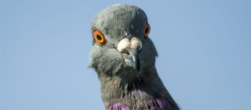 We Should Definitely Call Pigeons “Rock Doves” Again | Audubon - audubon.org
