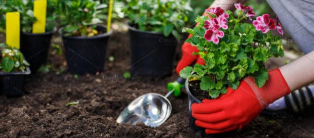O contato com a terra e o germinar é terapêutico. (Arquivo Blasting News) O contato com a terra e o germinar é terapêutico. (Arquivo Blasting News)