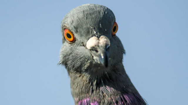 We Should Definitely Call Pigeons “Rock Doves” Again | Audubon - audubon.org