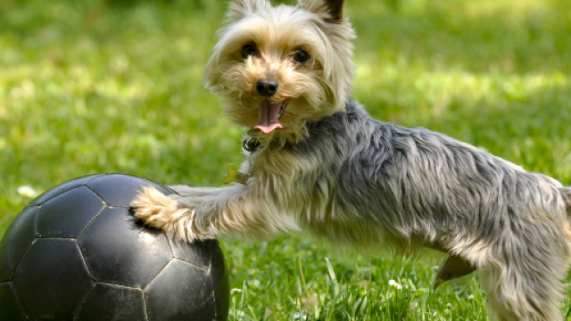 Cuneo, la proposta: 'Test Dna ai cani per multare padroni che non puliscono'
