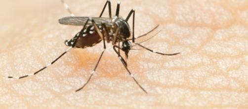Mosquito aedes aegypti transmissor da doença. (Arquivo Blasting News)