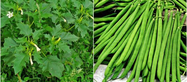 SIcurezza alimentare: Eurospin ritira fagiolini finissimi per la presenza di stramonio SIcurezza alimentare: Eurospin ritira fagiolini finissimi per la presenza di stramonio