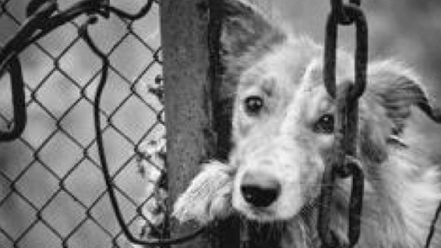 Il tredicenne ha ucciso la madre dopo che lei aveva ammazzato il cucciolo davanti ai suoi occhi