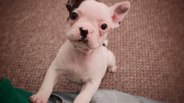 Tutti i cani che hanno fatto la storia