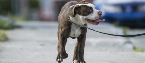 É muito importante tornar os passeios uma rotina para o cachorro. (Arquivo Blasting News)