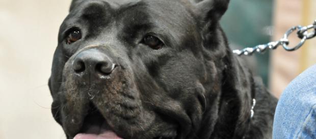 Roma, uomo di 43 anni sbranato dal suo cane corso: trovato in una pozza di sangue al parco Roma, uomo di 43 anni sbranato dal suo cane corso: trovato in una pozza di sangue al parco