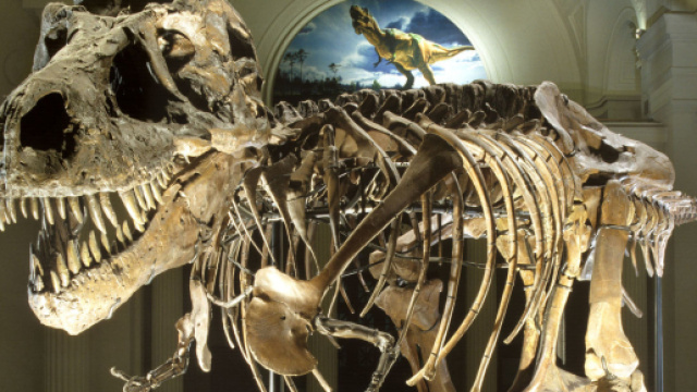 Rcomposto il Tyrannosaurus Rex più grande del mondo - foto - catawiki.it