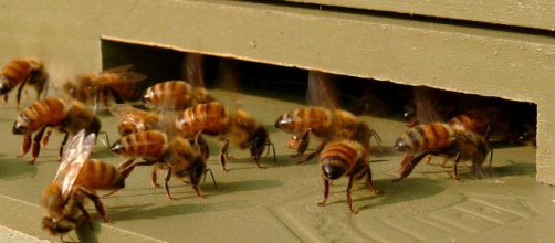 Honeybees-27527-1. [Image source/Ken Thomas, Wikimedia commons]