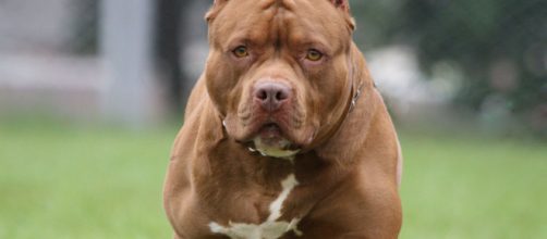 Texas, porta da mangiare ai suoi cani di razza pitbull: donna 33enne sbranata