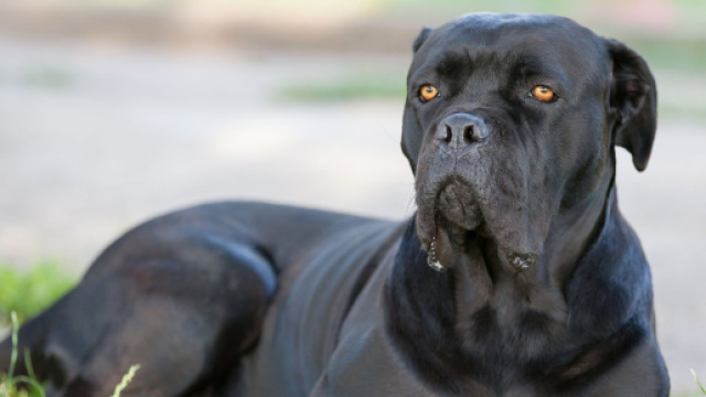Roma, un cane corso ha aggredito il proprietario di 43 anni morto a seguito di un'emorragia.