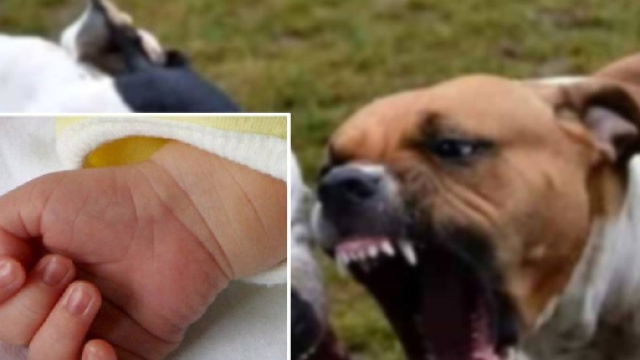 Partorisce di nascosto e seppellisce viva la neonata