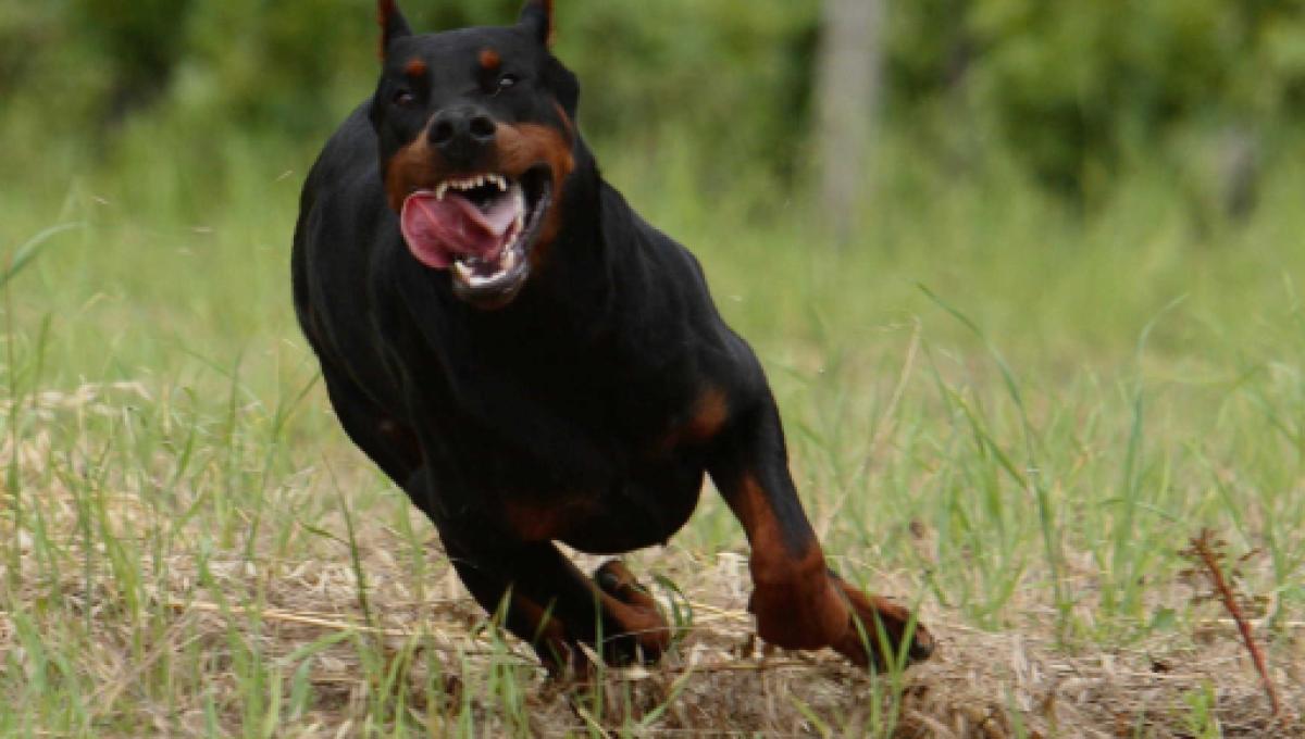 Taranto Donna 85enne Aggredita Da Un Rottweiler In Una
