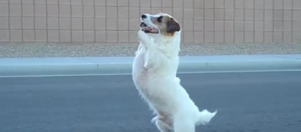 Lisa Vanderpump's The World's Most Amazing Dog finale is interactive and people can vote - Image credit - JustJesse197 / YouTube Lisa Vanderpump's The World's Most Amazing Dog finale is interactive and people can vote - Image credit - JustJesse197 / YouTube