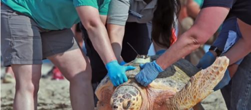 Sea turtles released to the wild off Cape Cod. [Image source/Boston Herald YouTube video]