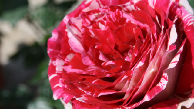 La mostra - Ancona Flower Show / 30-31 marzo 2019 / Mole ... - anconaflowershow.com