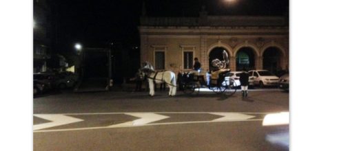 Ancona: la carrozza trainata da cavalli non piace agli animalisti.