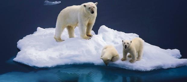 Fotografía de osos polares en una isla de hielo en el Ártico Fotografía de osos polares en una isla de hielo en el Ártico