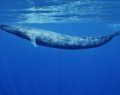 Sri Lanka deciding on whether or not to make important move to save Blue Whales