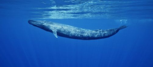 Blue Whales | Sri Lanka & aerials from California – Danny Kessler - dannykesslerphotography.com