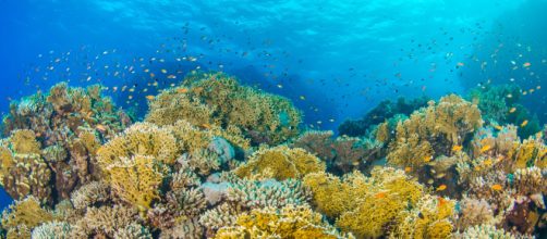 Monopoli, scoperta una barriera corallina in Adriatico luna chilometri: è unica nel Mediterraneo