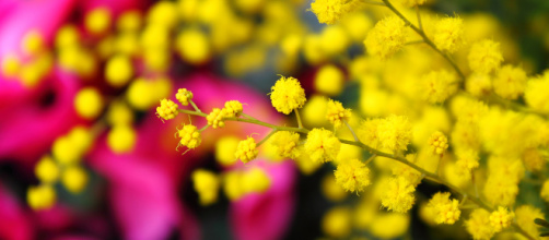 Frasi Festa della Donna: idee divertenti e originali