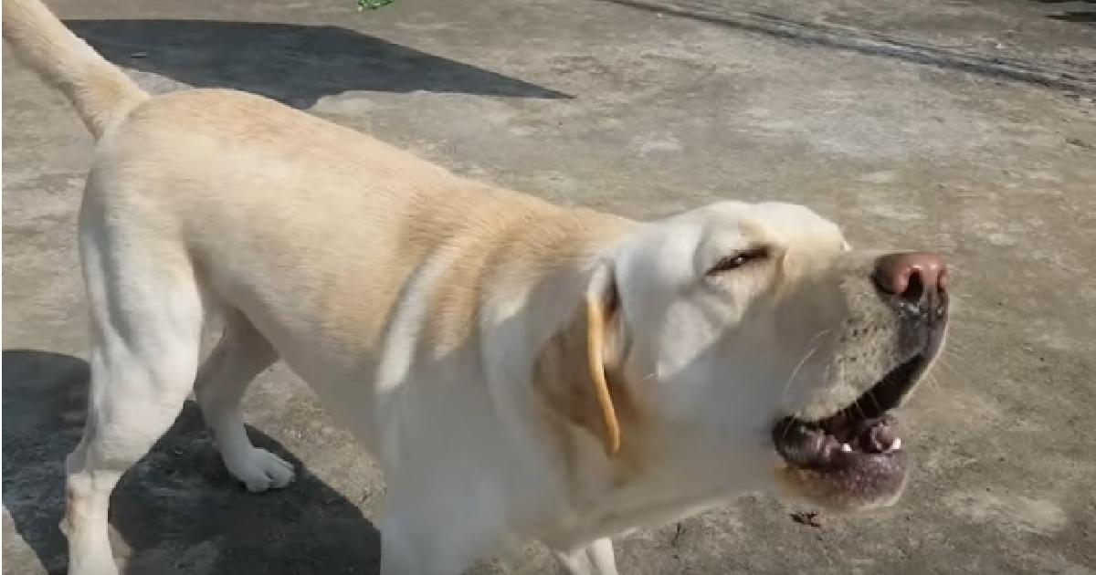 Saddle River council to penalize dog owners if their pets resort to