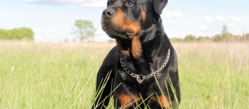 Taranto, è morta la donna di 85 anni azzannata da un rottweiler