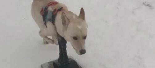 Cão ganha prancha adaptada para esquiar. (Arquivo Blasting News)