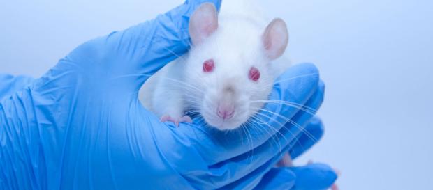 El equipo liderado por el español Barbacid logra eliminar el cáncer de páncreas en ratones El equipo liderado por el español Barbacid logra eliminar el cáncer de páncreas en ratones