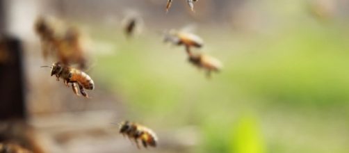 Trovate 4 api nella palpebra di una donna in Taiwan