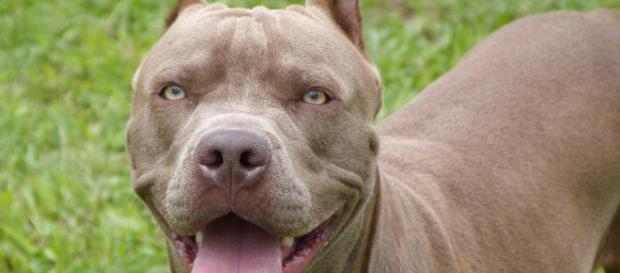 Limbiate: pitbull aggredisce due bambini - pitbulllovers.com Limbiate: pitbull aggredisce due bambini - pitbulllovers.com