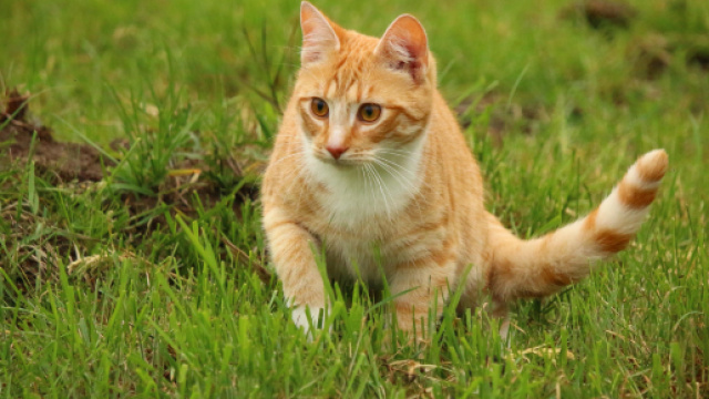Image libre: herbe, mignon, nature, animaux, chat, félin, chaton ... - pixnio.com