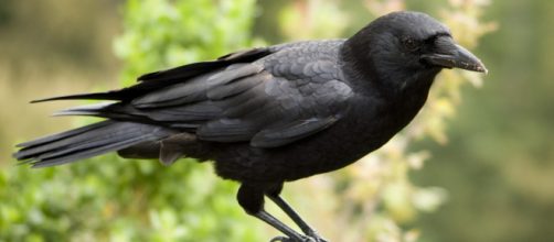 Seattle: uomo si prende cura di una famiglia di corvi che ricambiaano con particolari doni