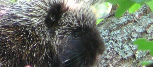 Human testing of porcupine-inspired medical tools could begin in two to five years.[Image Source: Kingsbrae Garden/Flickr]