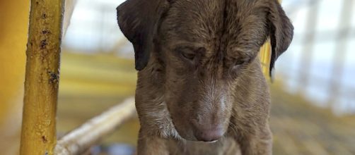 Cão é resgato perto da costa da Tailândia. (Reprodução/Facebook/Vitisak Payalaw)