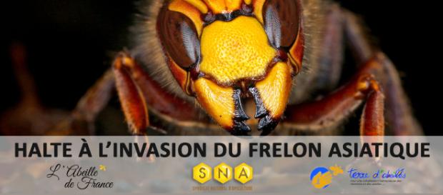 En quelques années, les frelons asiatiques ont détruit 300 000 ruches en France En quelques années, les frelons asiatiques ont détruit 300 000 ruches en France