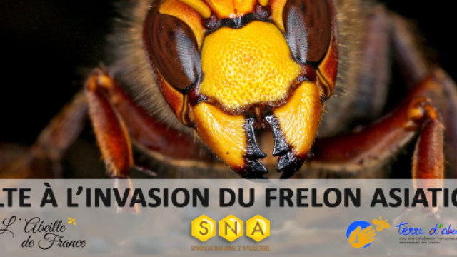 En quelques années, les frelons asiatiques ont détruit 300 000 ruches en France
