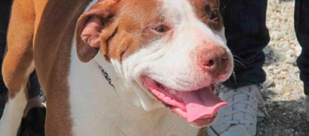 Vicenza, uccide il cane legandogli sasso al collo e annegandolo: solo una multa per lui Vicenza, uccide il cane legandogli sasso al collo e annegandolo: solo una multa per lui